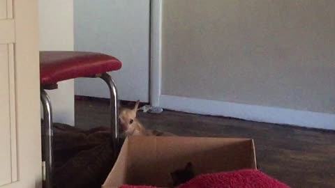 kitten vs 3 legged Chihuahua