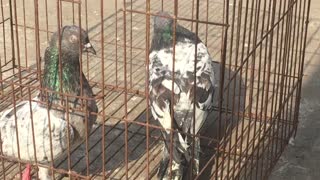 beautiful pigeons with green neck and falcon eyes