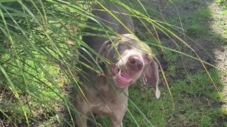 Curious Dogs Chow Down On Leaves From Plant