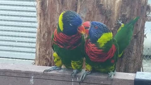 Kiss of the beautiful birds, what a surprise!