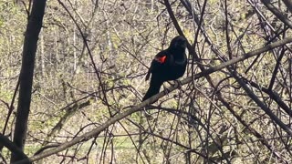 Redwing BlackBird serenade 😍😍👍