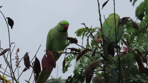 Rose-ringed Parakeet eats seeds