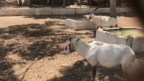 Scimitar-horned Oryx