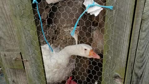 Duck talking your ears off.