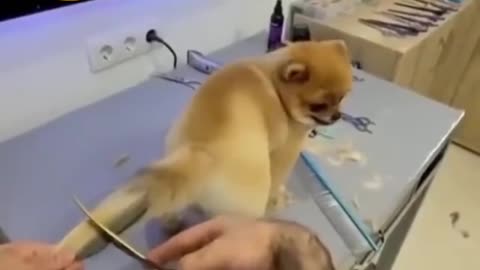Puppy new style tail hair cutting video
