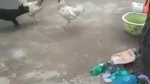 Dog was desperate to stop fight