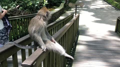 Little monkey sitting like a human