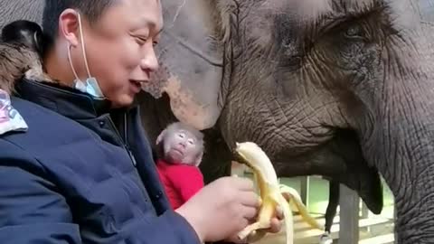 The breeder ate the elephant's food