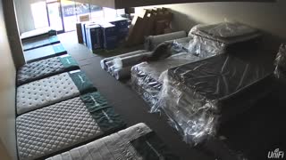 Deer Breaks into Mattress Store