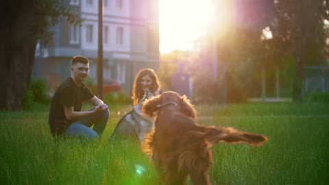 Dog breed irish setter running to young couple having a rest on the grass at summer sunset