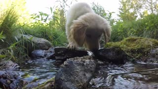 Primera experiencia afuera de un cachorro de Golden Retriever