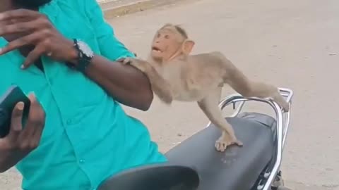 Funny monkey 🐒