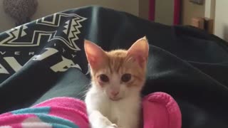 Cute kitty bounce
