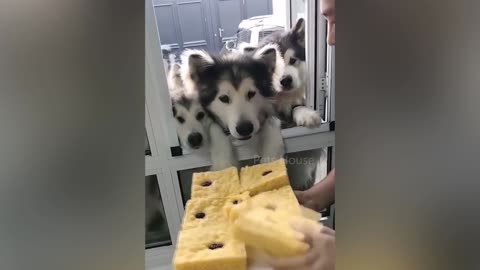 Dog Reaction to Cutting Cake - Funny Dog Cake