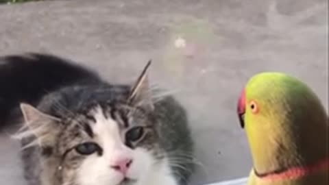 Catch me if you can - parrot Teasing cat