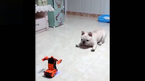 The dog and the robot