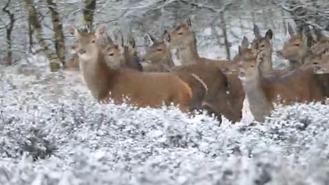 A Herd of Deer Running