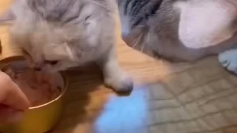 Funny cat animal video