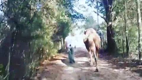 Owner Walk On Forest With Camel