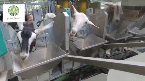 Modern Goat Processing Factory Technology | goat video | goat farming