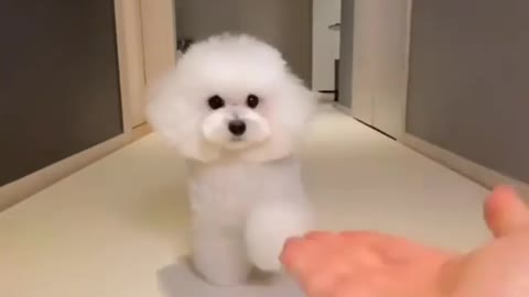 Poodle puppies making you happy