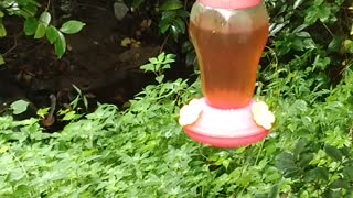 Hummingbird Feeder