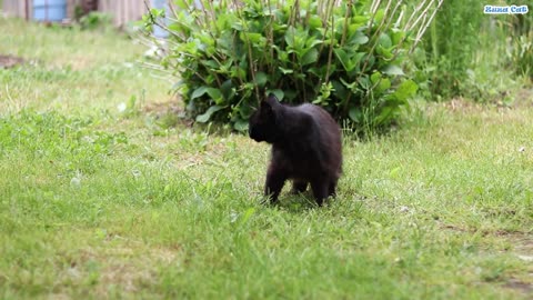 Funny Video | Black Cat Playing .