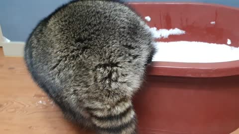 Raccoon who loves snow so much