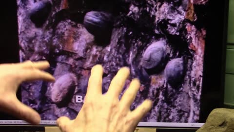 011124 Mudfossil University -Scientists are Baffled by This Wall in China that Grows Eggs