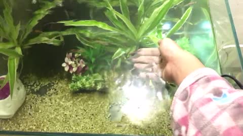 The Guppies follow my hand.