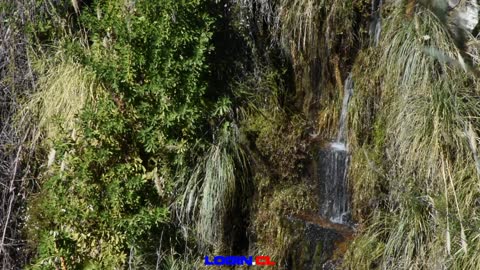 Hijuelas: Conaf reabrió el sector Palmas de Ocoa del Parque Nacional La Campana