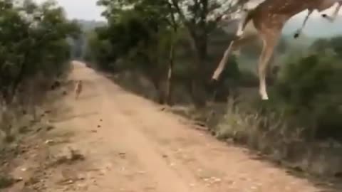 High jump of Deer 🦌