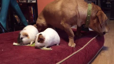 Dog and Guinea Pigs Share Salad