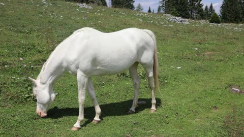 Albino Horse - 7 Crazy Facts about Albino Skin Horse