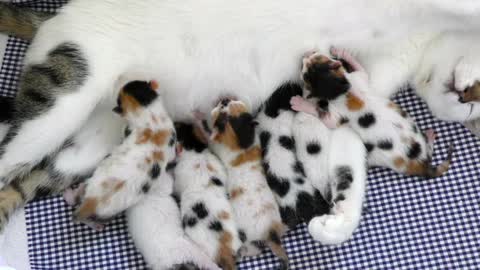 Mom Cat Feeding Her Baby Kitties.
