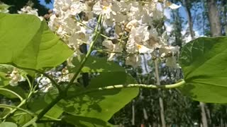 Beautiful Catalpa flowers.