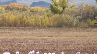 Bosque Del Apache