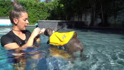 Swim with your dog