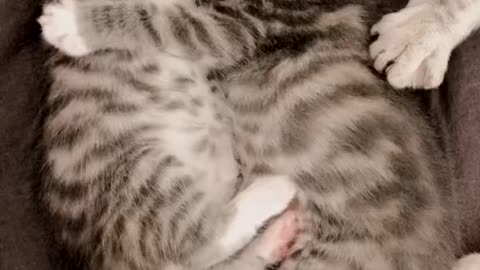 kitten siblings hugging while sleeping
