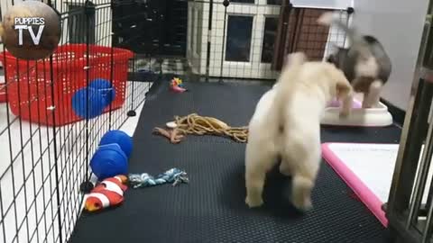 Golden Retriever Vs Siberian Husky