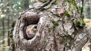 Chipmunk Comes Back for Close-Up