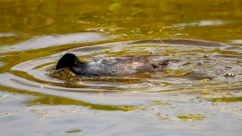 Bird diving in the lake