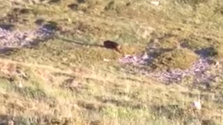 Rare wild bear encounter in Republic of Macedonia