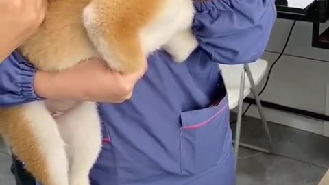 Dog make annoying sound while doctor inject syringe