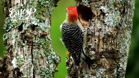 BEAUTIFUL woodpecker 😍