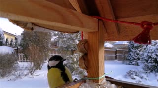 I recorded a Great tit in the feeder