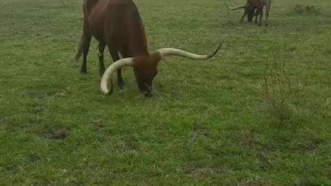 GRAZING LONGHORN