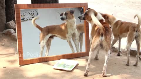 Mirror Prank For Dog Hilarious Reaction Mirror Prank Try not to Laugh So Funny Prank Video