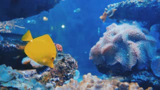 Beautiful underwater world of corral fish