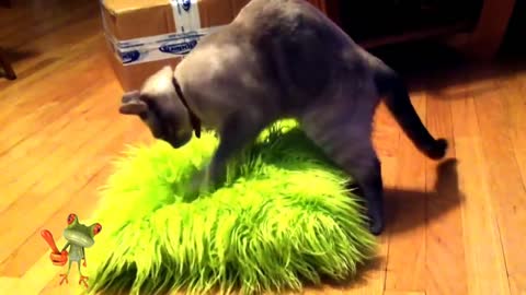 Funny Cat FAIL Video